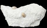 Eocene Aged Fossil Snake Eggs - Bouxwiller, France #12971-2